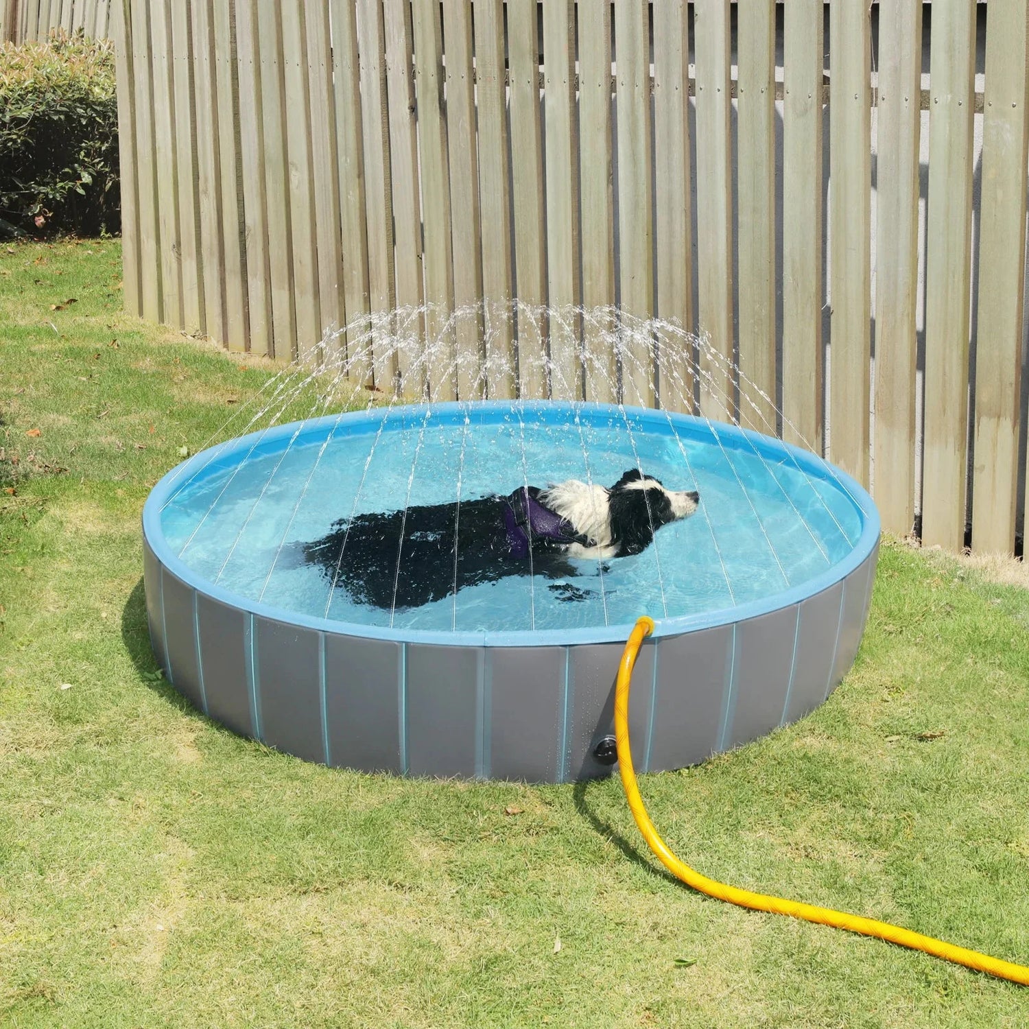 Swimming Pool For Dog With Splash Pad Splash Pad Dogs