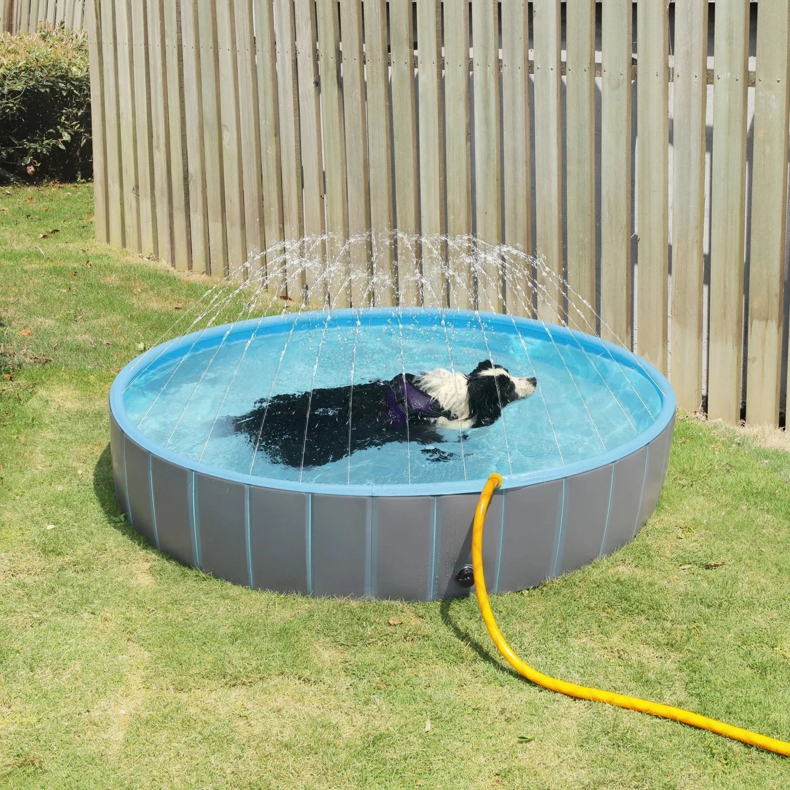 Swimming Pool For Dog With Splash Pad Splash Pad Dogs